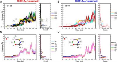 A Curvilinear-Path Umbrella Sampling Approach to Characterizing the Interactions Between Rapamycin and Three FKBP12 Variants